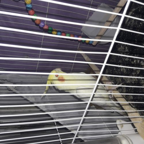 عروس هلندی لوتینو