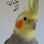 عروس هلندی نرسخنگو