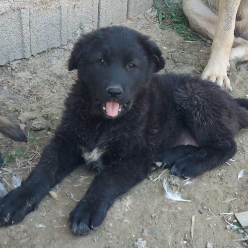 توله سرابی با خط خونی بالا 70 روزه ماده