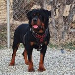 سگ روتوایلر نر