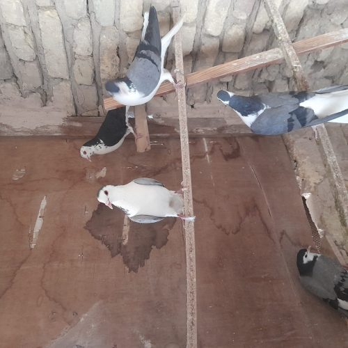 کبوتر فروشی