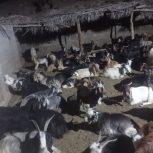 فروش 100راس حیوون تظمینی