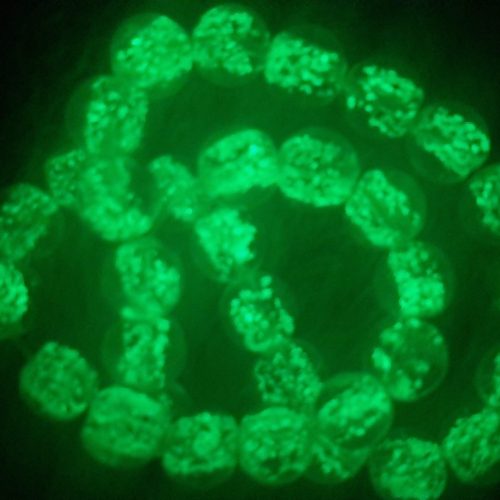 گوهر شب چراغ اصل