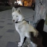 سگ هاسکی