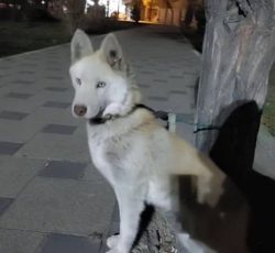 سگ هاسکی