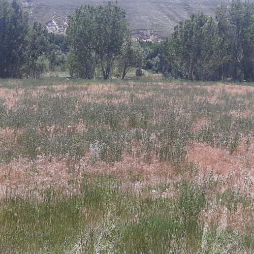 زمین ویلایی و زراعی باغی