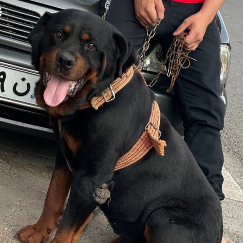 سگ روتوایلر نر