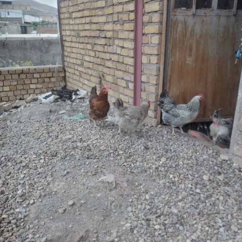 مرغ تخم کن سرحال