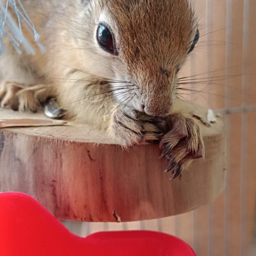 سنجاب بازی گوش