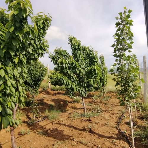 فروش خانه باغی کوچک