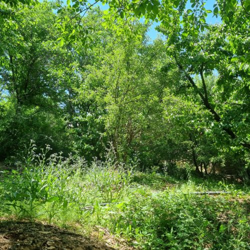 فروش باغ در لواسان بزرگ