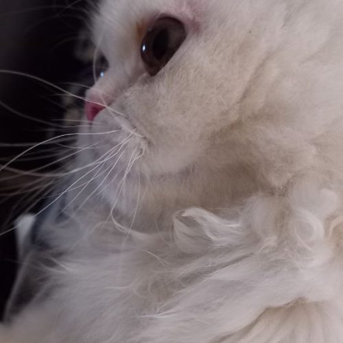 گربه پرشین سوپر فلت