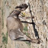 فروش یک عدد خر