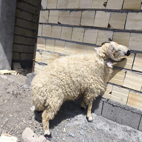 قوچ بزرگ و کاملاً سالم