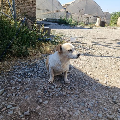 سگ خارجی نژاد پا کوتاه