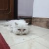 گربه پِرشیَن  ناز و کیوت و خونگی و کاملا آروم