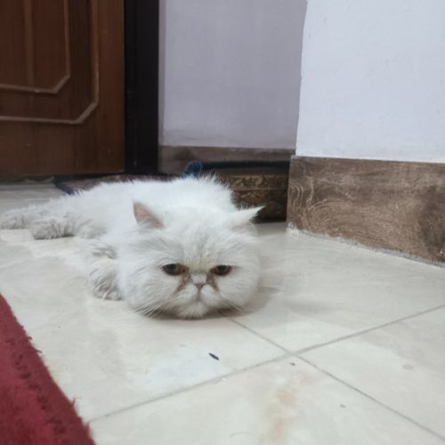 گربه پِرشیَن  ناز و کیوت و خونگی و کاملا آروم