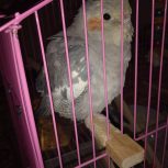 عروس هلندی ماده سیامون