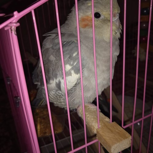 عروس هلندی ماده سیامون