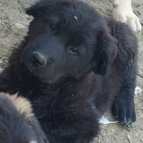 توله سرابی با خط خونی بالا 70 روزه ماده