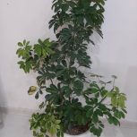 گل آپارتمانی_شفلر