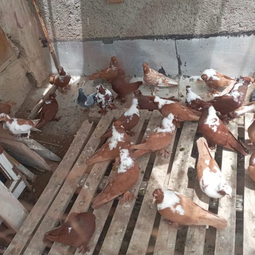 کبوترککیلی