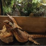 بیردد دراگون(اژدهای ریش دار)