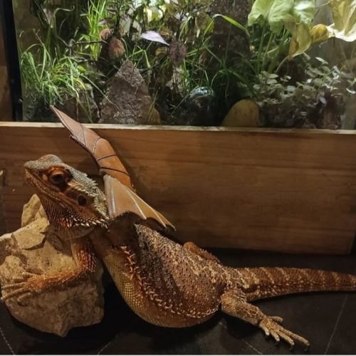 بیردد دراگون(اژدهای ریش دار)