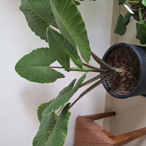 گل بابا آدم