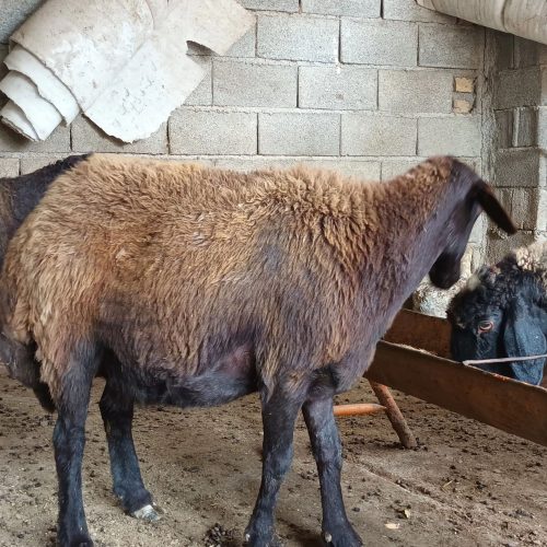 3 عدد گوسفند جوان آبستن    2 ماه شکم