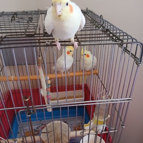 عروس هلندی لوتینو