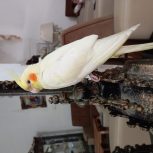 پرنده گمشده