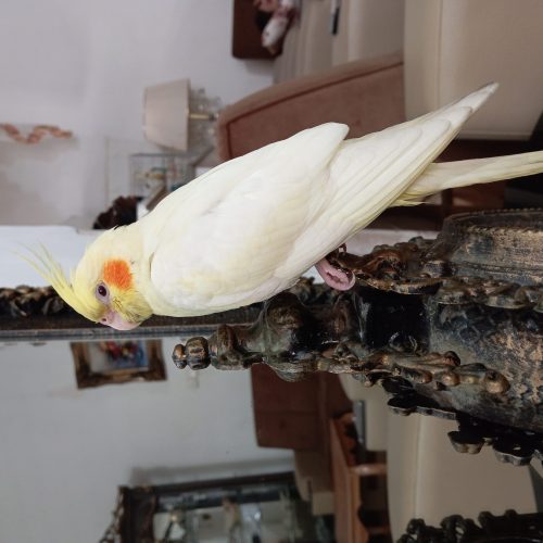 پرنده گمشده