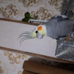 طوطی نروماده