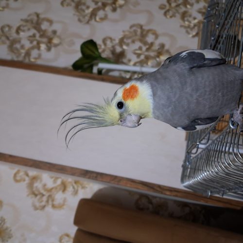 طوطی نروماده