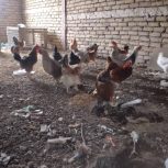 مرغ تخم کن سرحال