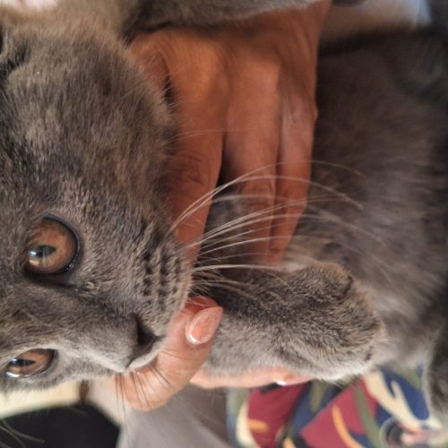 گربه مین کوین واسکاتیش