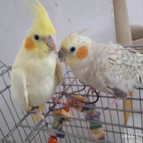 دوعددعروس هلندی بهمراه قفس بزرگ تمام وسیله هاش