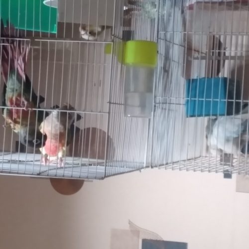 دوتا گرینچیک و کتوله