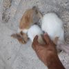 4عددخرگوش دستی واهلی