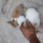 4عددخرگوش دستی واهلی