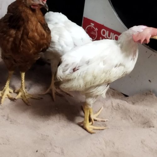 دو عدد جوجه خروس ویک عدد خلنگ