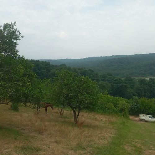 زمین مرزیکلا