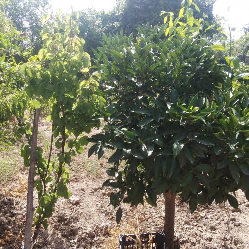 زمین خانه سرا