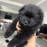 توله پامرین