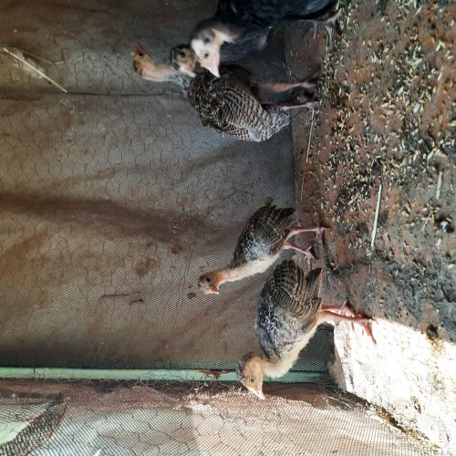 فروش جوجه بوقلمون ومرغ