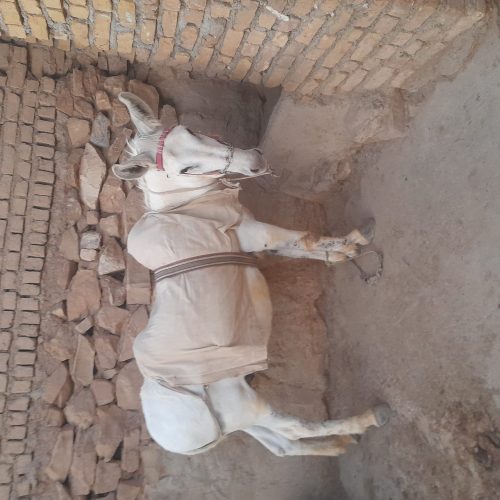 الاغ نر آرام گوسفندی