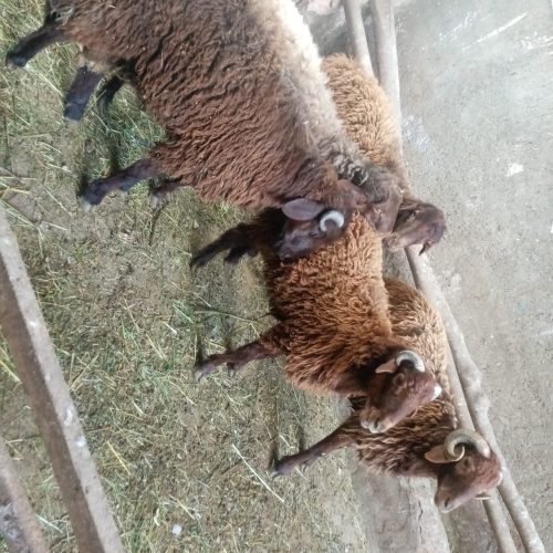 5عددگوسفند زنده