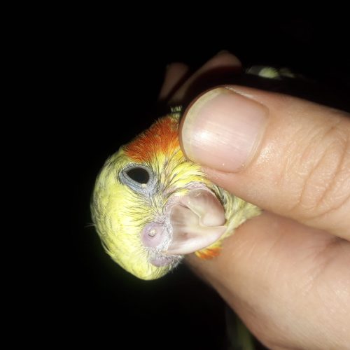 عروس هلندی نر و ماده 3 ماهه سخنگو