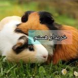 خریدار خوکچه هندی هستم